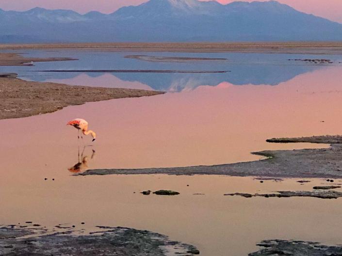 A flamingo drinks from a body of water at sunrise