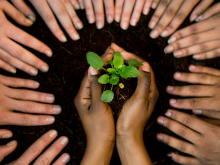 Hand holding plant with many hands surrounding it