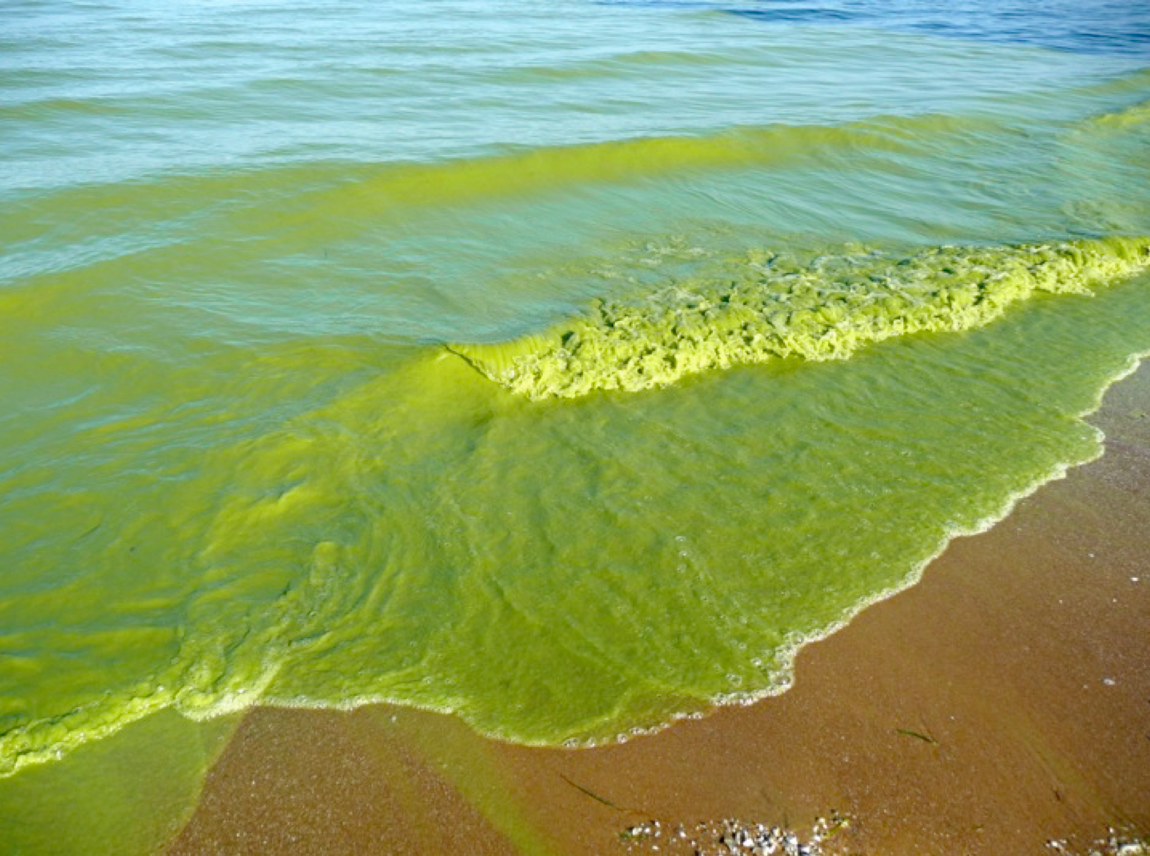 NASA photo of algae bloom