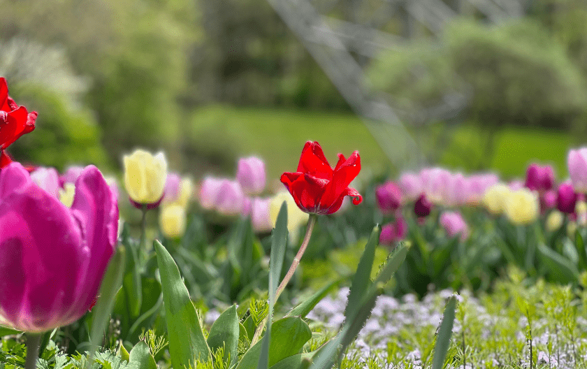 Photo of red, pink and purple flowers growing in a green field