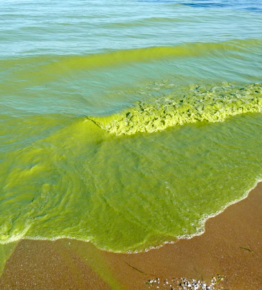 NASA photo of algae bloom