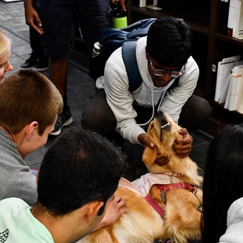 students surrounding a therapy dog