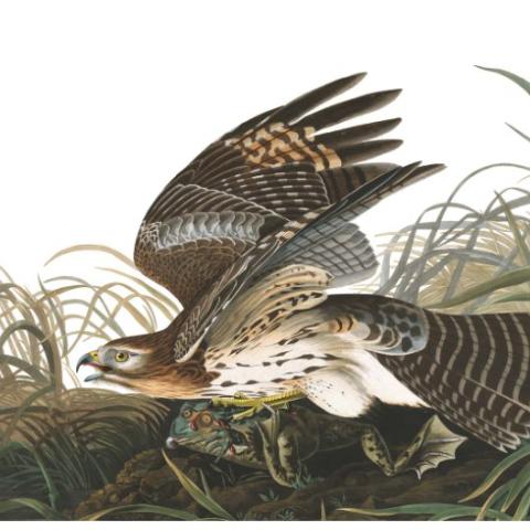 image of bird from Audubon collection