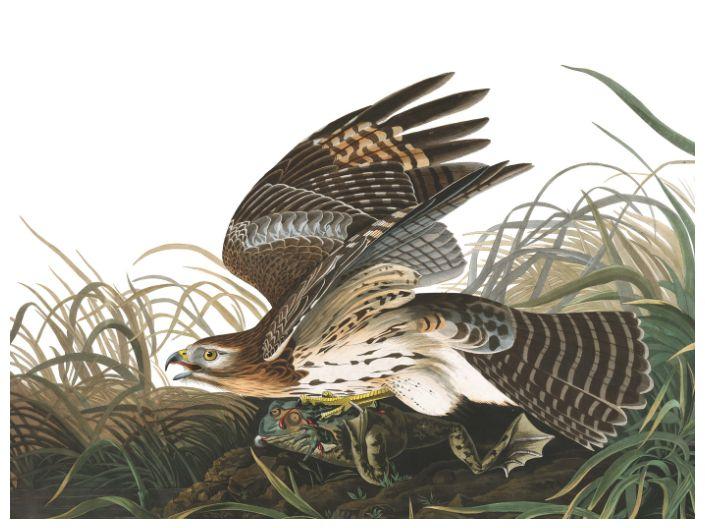 image of bird from Audubon collection