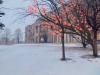 hearts in tree outside of the library