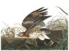 image of bird from Audubon collection