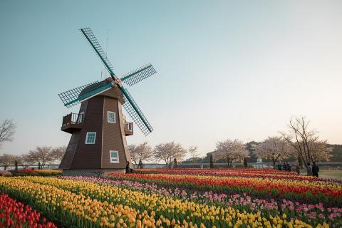 tulip field in netherlands 