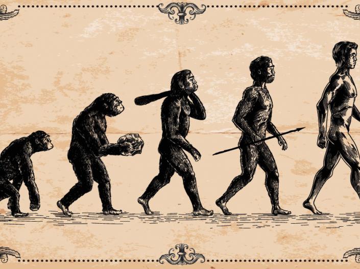 The progression from ape to man