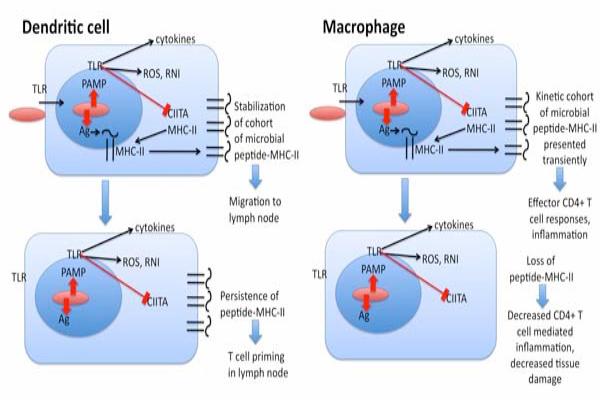 Dendritic Cell vs. Macrophage Cell