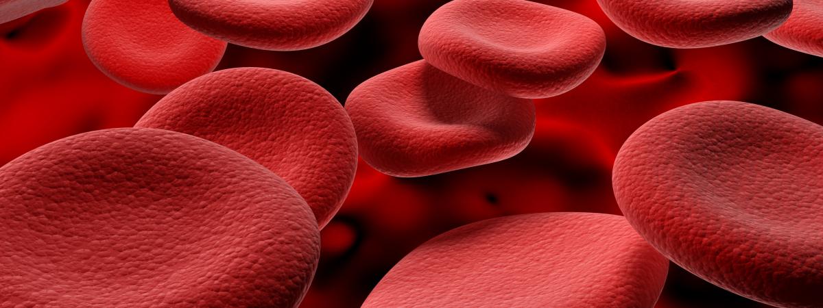 Picture showing red blood cells traveling in a blood vessel.