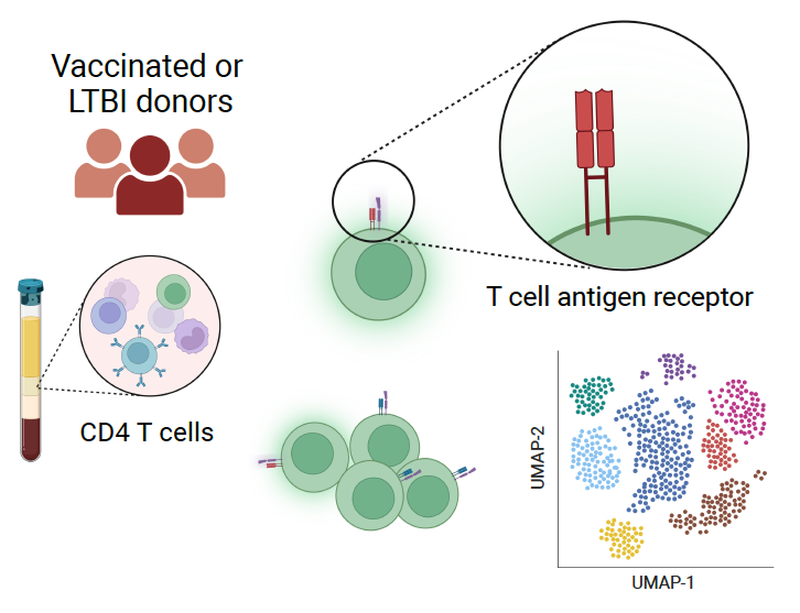 Memory CD4+ T cells are isolated from the blood of healthy donors with latent Mtb infection (LTBI) or after vaccination. The T cell antigen receptors (TCRs) from T cells that become activated in response to Mycobacterium tuberculosis infected autologous macrophages are sequenced to understand the TCR repertoire and determine their functions and antigen specificity. Created with Biorender.com.