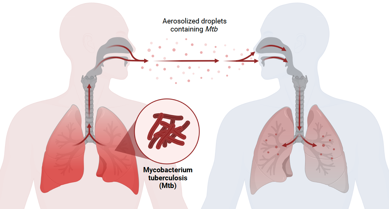 A diagram of a lung going through active pulmonary tuberculosis (TB) from an infected person. TB is responsible for the transmission of Mycobacterium tuberculosis. Vaccines that prevent active TB are urgently needed to reduce TB cases, morbidity, and mortality. Created with Biorender.com