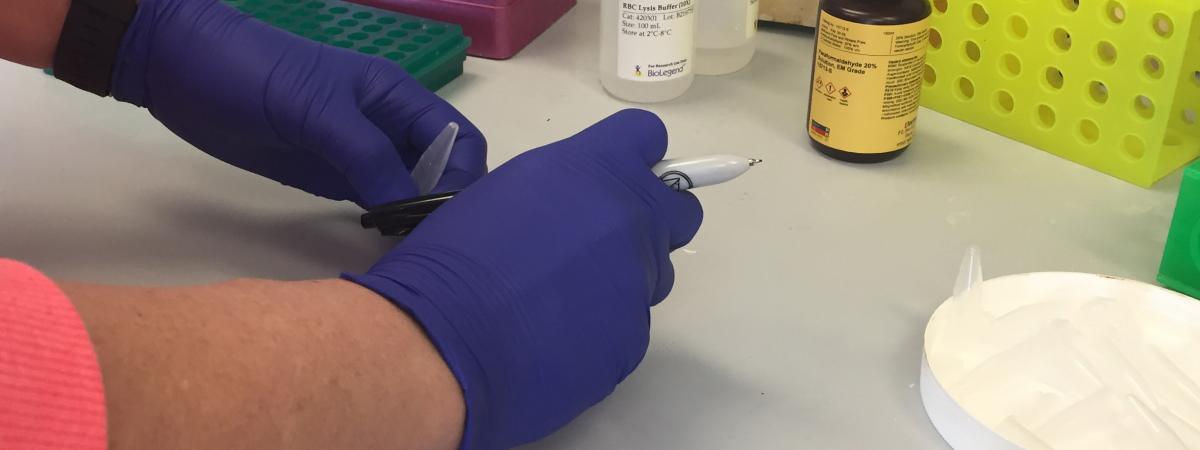 Hands in blue gloves working at a lab bench