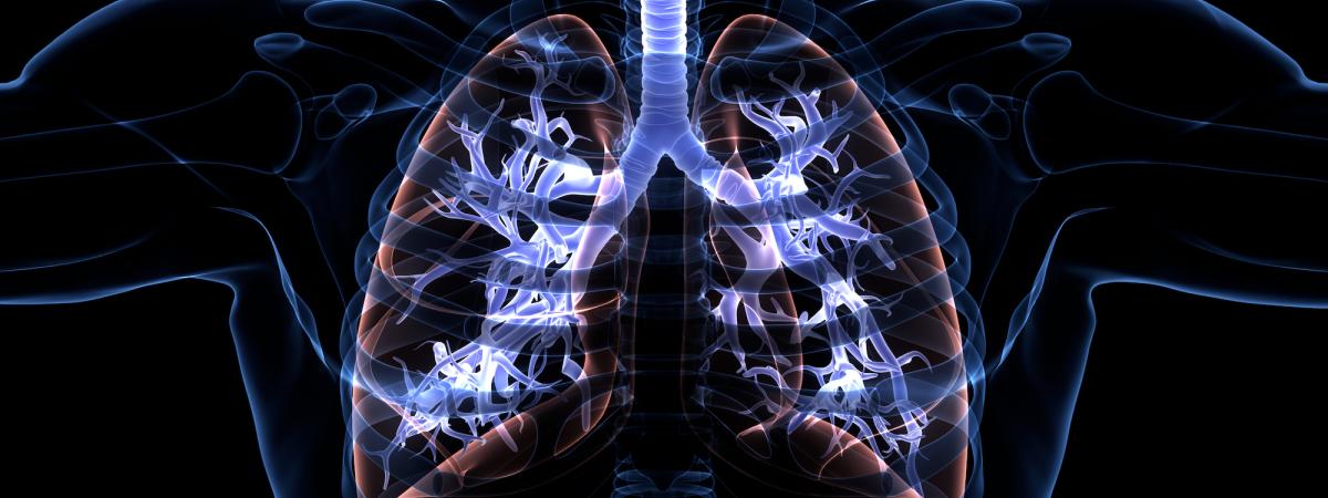 3D Illustration Concept of Human Respiratory System