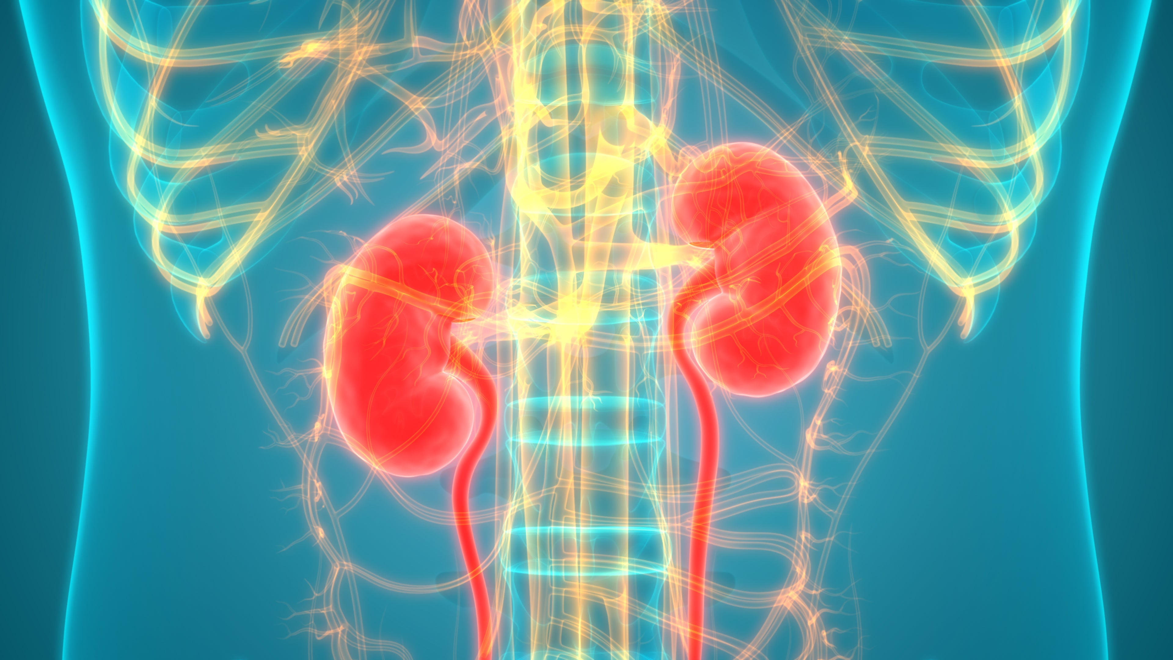 Internal Picture of Kidneys