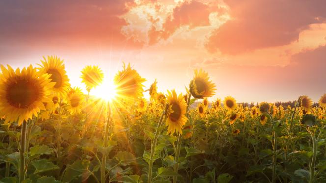 Sunflowers