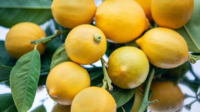 Lemons