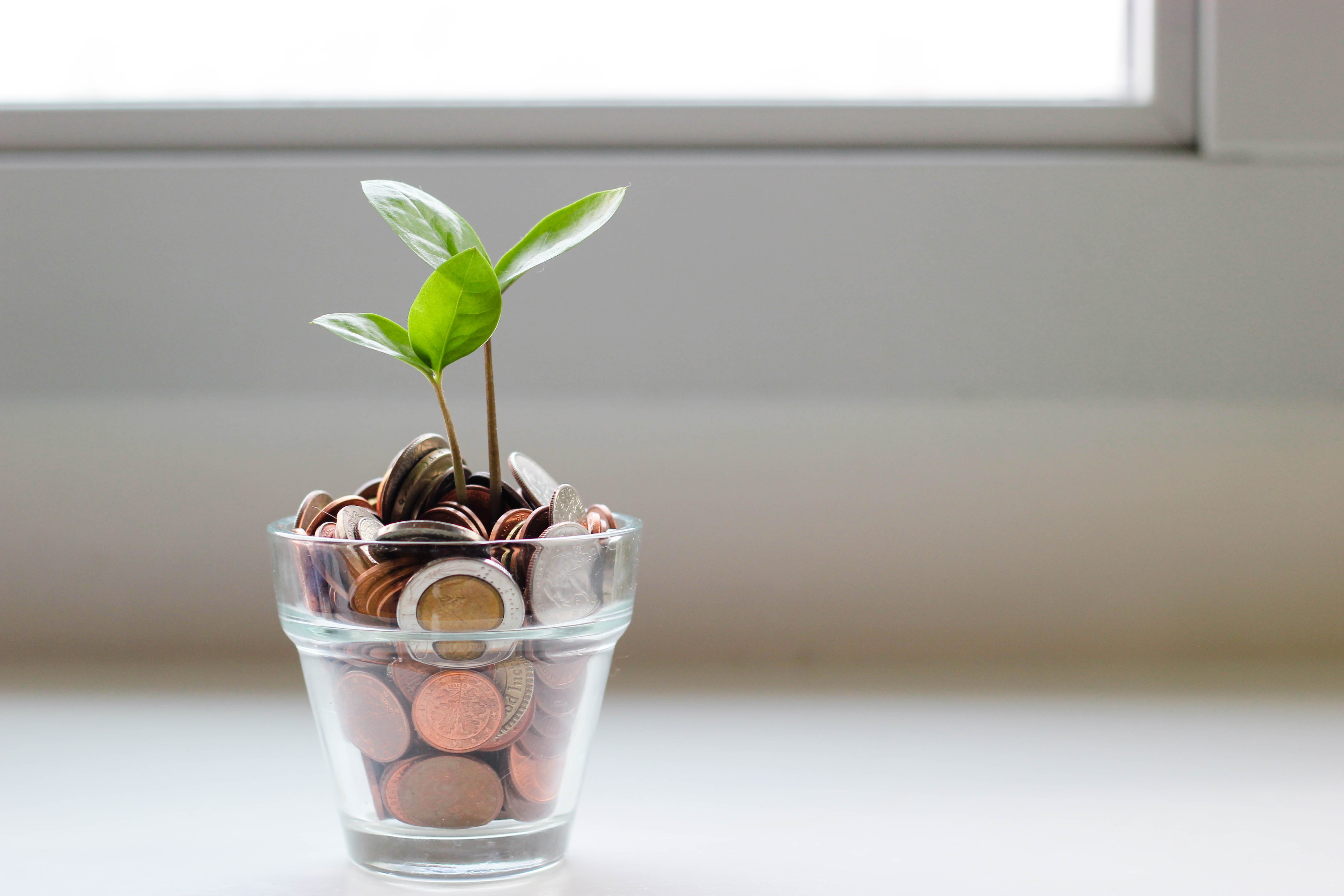 Plant growing out of coins