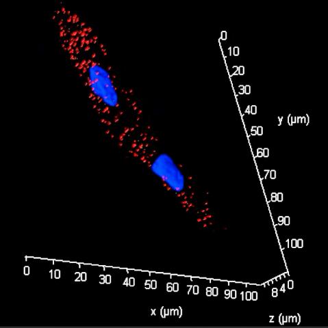 A 3D image of PLA assay demonstrating a direct interaction between microRNA and ion channel