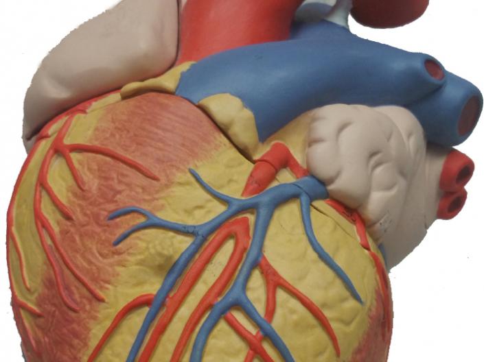 A model of the human heart