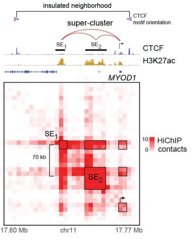 Figure A: 2D ChIP-seq tracks of CTCF (defining topologically associated domains) and H3K27ac (defining open chromatin) above a 3D contact matrix of H3K27ac-mediated connections at MYOD1 super-enhancers in a fusion-positive RMS cell line.