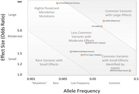 dot plot showing Allele Frequency vs Effect Size (Odds Ratio)