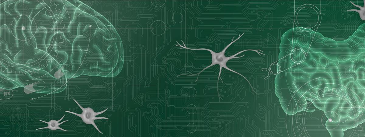  Illustration of the brain and nervous system, highlighting their connection and functions in the human body.