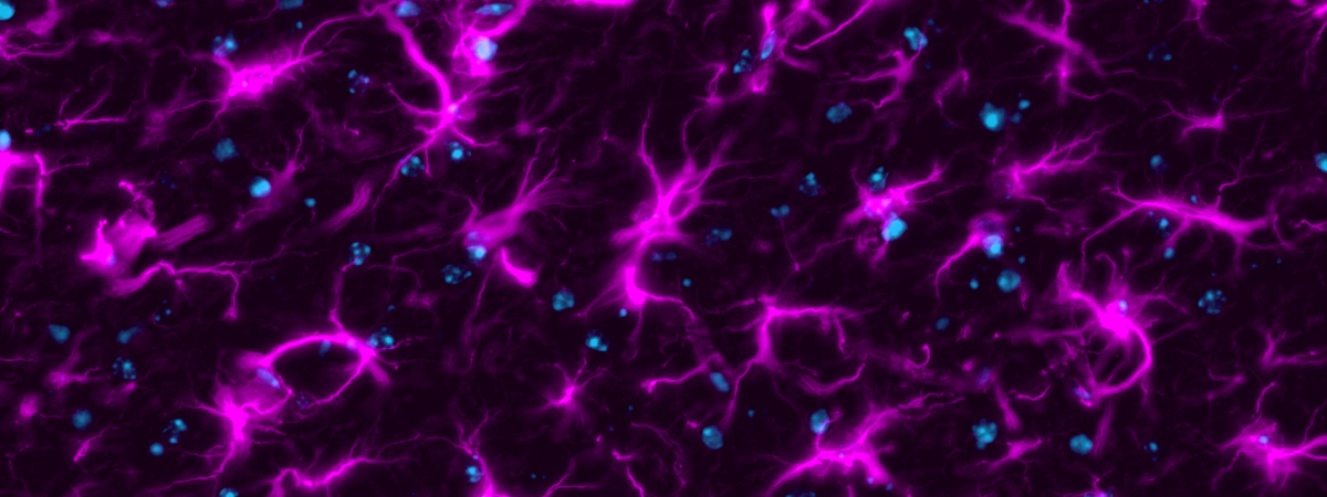 an image of a mouse invivo taken from a a microscope