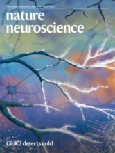 Cover of Nature Neuroscience Magazine