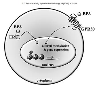 Illustration of BPA binding in a cell