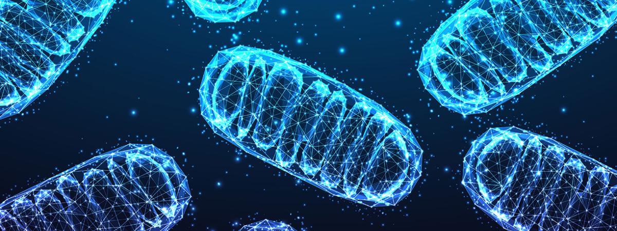 Mitochondria under microscope