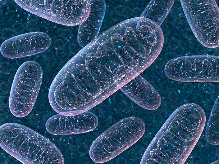 Mitochondria
