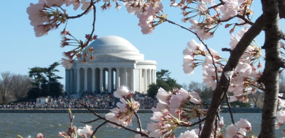 Image of Thomas Jefferson Memorial with a large crowd surrounding it and seen from across the Potomac with the branches of a cherry blossom tree in the foreground