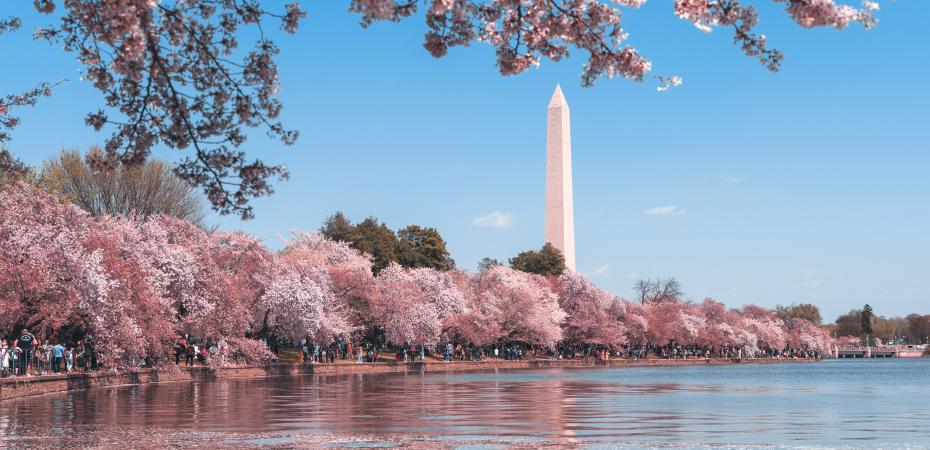 Cherry Blossoms in bloom in Washington, D.C.