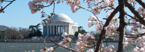 Image of Thomas Jefferson Memorial with a large crowd surrounding it and seen from across the Potomac with the branches of a cherry blossom tree in the foreground