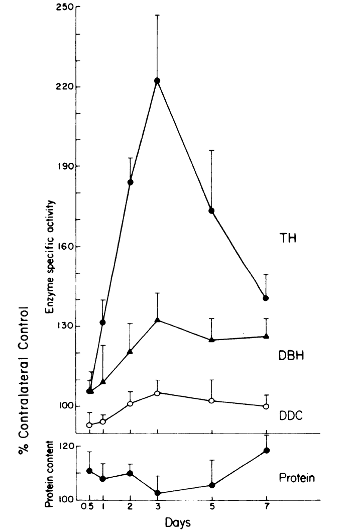 two line graphs with days as x-axis and % Contralateral Contol as y-axis, with bottom y-axis Protien content and top y-axis Enzyme specific activity. Time course of the effects of preganglionic nerve stimulation on TH, dopamine beta hydroxylase (DBH) and dopa decarboxylase (DDC) in the SCG. The cervical sympathetic trunk (CST) was stimulated for 90 min with trains of 40 Hz for 250 out of every 750 msec. TH and DBH activity reached a maximum at 3 days. Neither DDC nor total protein changed significantly.