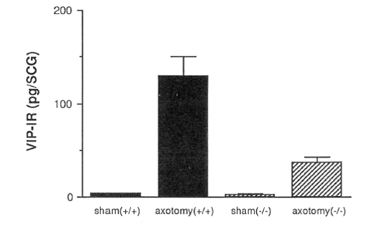 bar graph with a-axis sham(+/+), axotomy(x,x), sham(-/-), axotomy(-,-), and y-axis VIP-IR (pg/SCG) from 0,100,200. the graph reflects Axotomy-induced VIP expression in the SCG is reduced in LIF -/- mice.