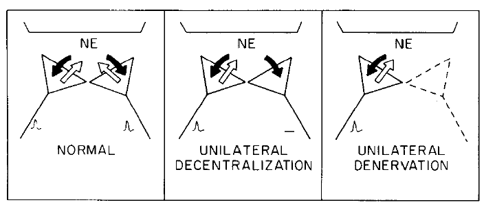 three diagrams with nerves with black and white arrow of directionality and NE above. first labelled normal, second unilateral decentralization, and third unilateral denervation. A model to account for the recovery of pineal NAT activity after unilateral denervation (cutting the postganglionic internal carotid nerve) but not after unilateral decentralization (cutting the preganglionic CST). Two sympathetic nerves, one from the left and one from the right SCG are pictured innervating the same pinealocyte.