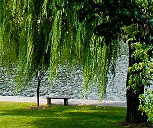 Tree with lake