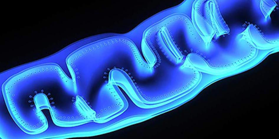Image of glowing light and dark blue scan of in the medial plane of a mitochonria, with inner folds and cilia, against a black background