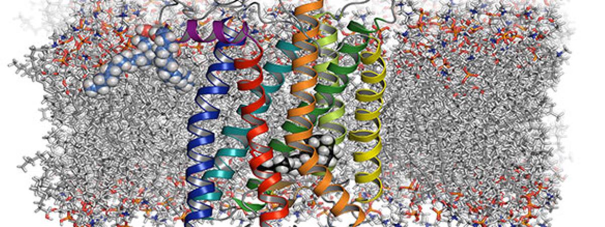Image of increasing levels of molecular organization, with most in grey against a white background, including primary, secondary, tertiary and quaternary structures, with certain representatives colored orange, light blue, dark blue, purple, red, sea green, lime, green, yellow and black  