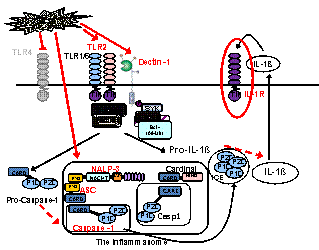 IL-1β regulatory and processing pathways