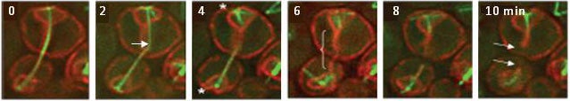 Photo depicting nuclear resolution at the end of the cell cycle in S. cerevisiae
