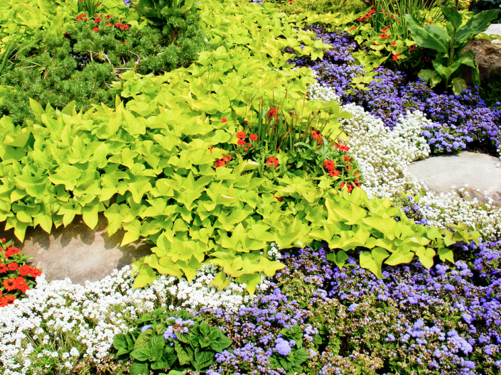 Flowers at the Cleveland Botanical Garden