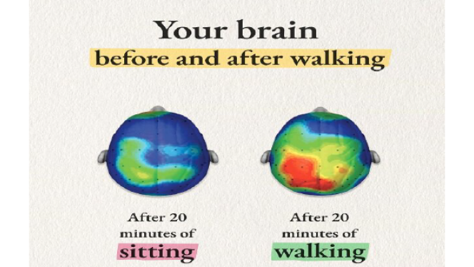 Brain images after 20 minutes of sitting and after 20 minutes of walking
