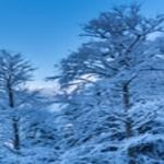 image of snow-covered trees