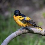 Photo of Oriole by Kris Ren
