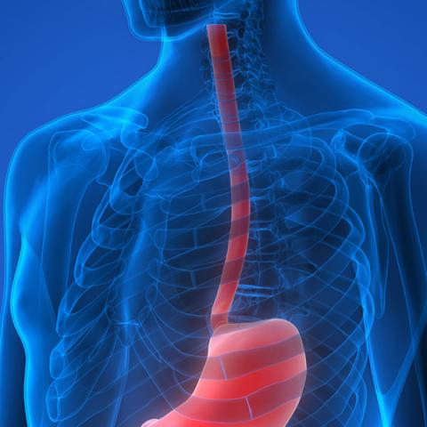 Graphic image of esophagus 