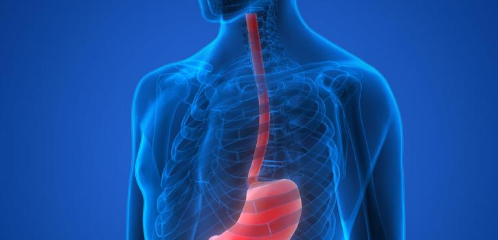 Graphic image of esophagus 