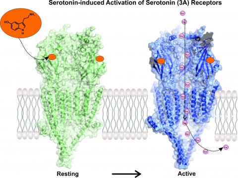 Serotonin-induced activation of serotonin (3A) receptors